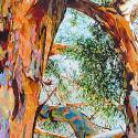 eucalyptus portrait, tallarook tree, australian eucalyptus