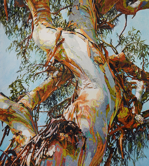 Eucalyptus portrait, rainbow eucalyptus