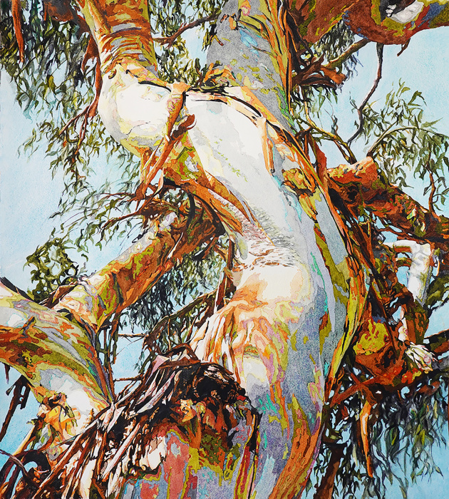 Eucalyptus portrait, rainbow eucalyptus