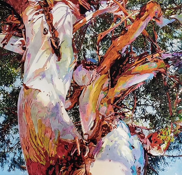 Ramona tree, eucalyputs portrait