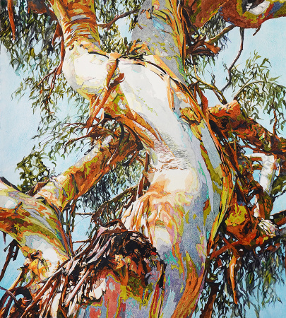 Eucalyptus portrait, rainbow eucalyptus